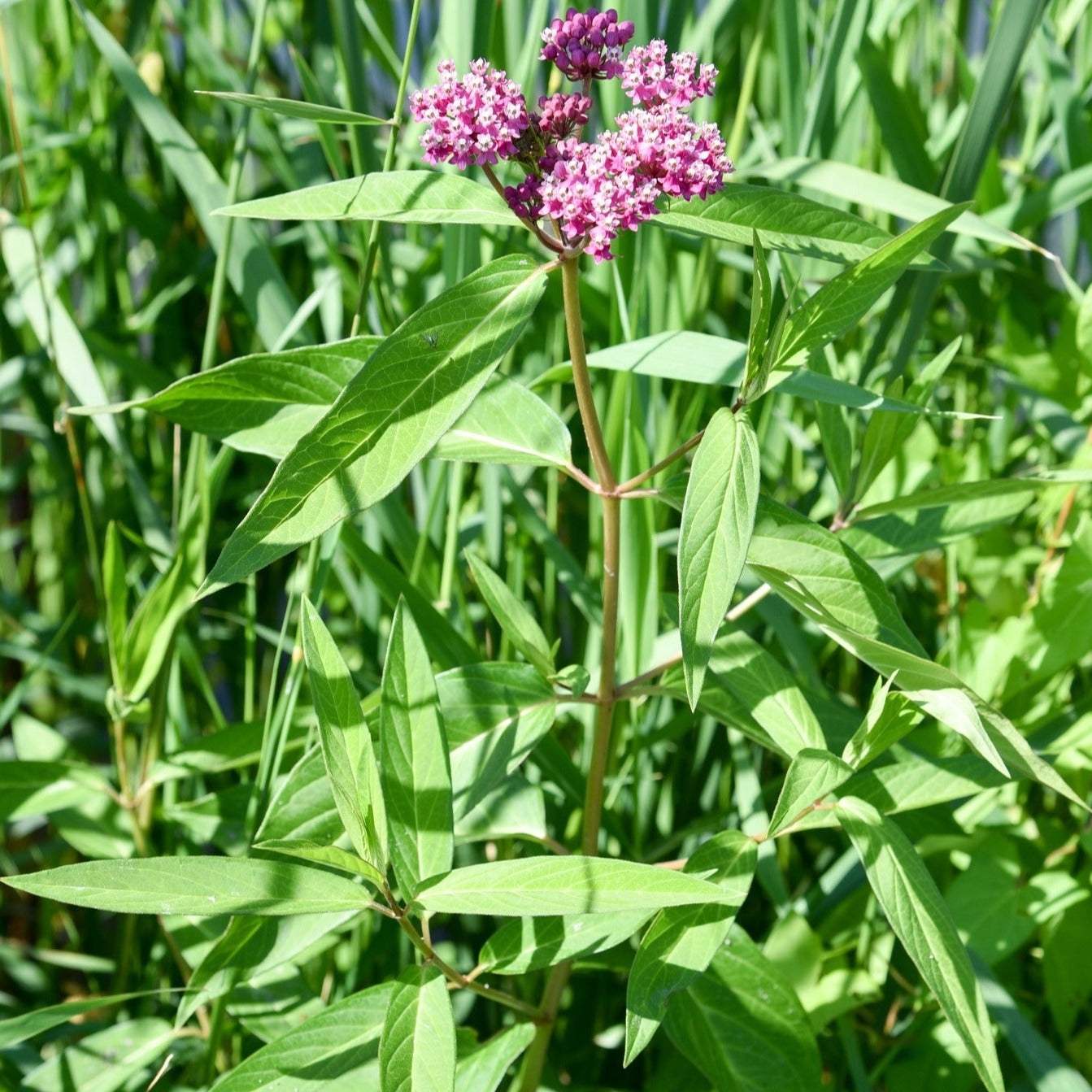 swamp milkweed plant