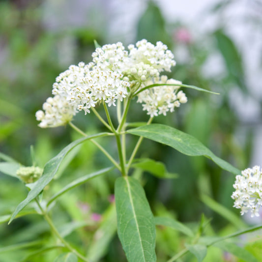 'Ice Ballet' Swamp Milkweed Seeds (25+ seeds)