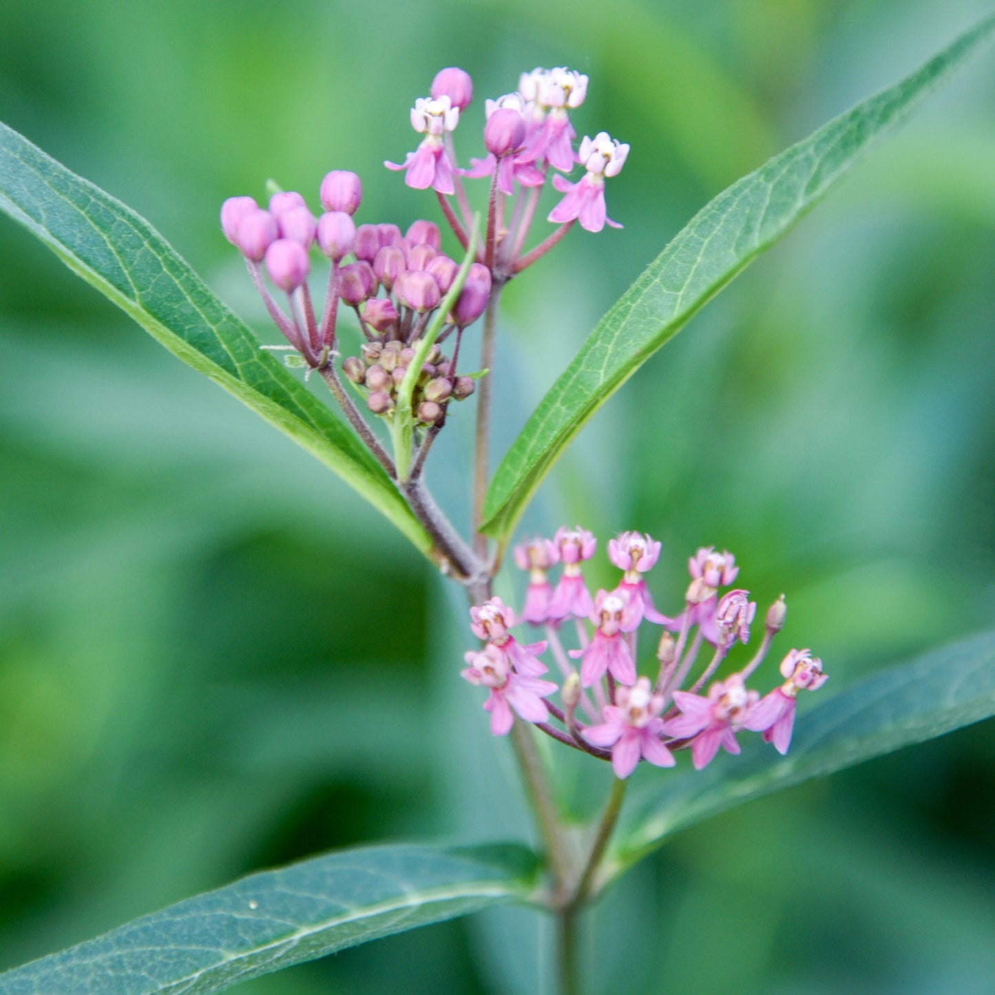 'Cinderella' Swamp Milkweed Seeds (25+ seeds)