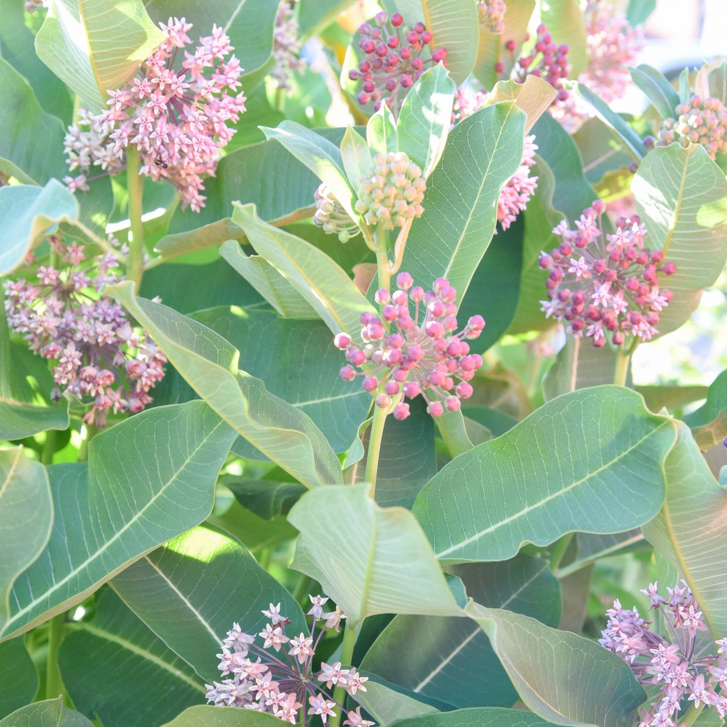 Common Milkweed Seeds (25+ seeds)