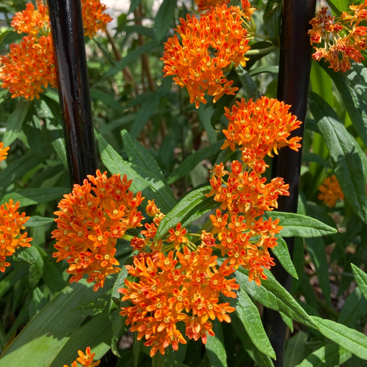 Butterfly Weed Milkweed Seeds (25+ seeds)